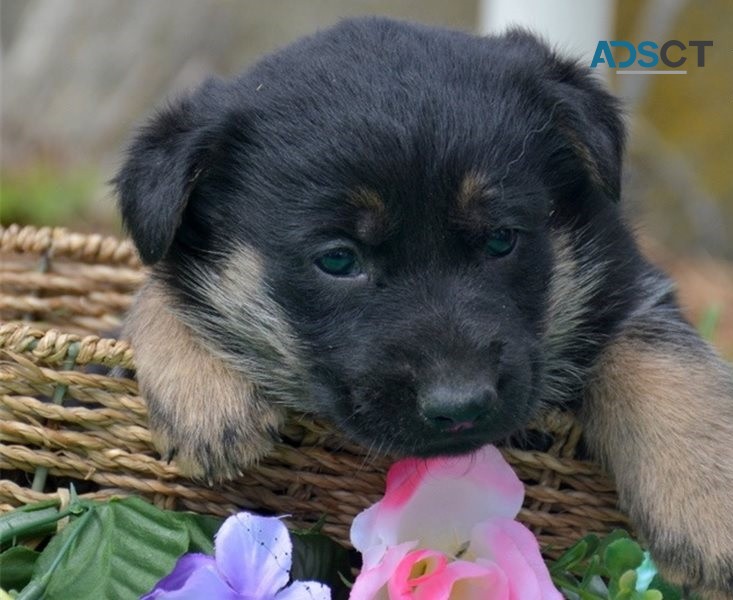 German Shepherd puppies for sale