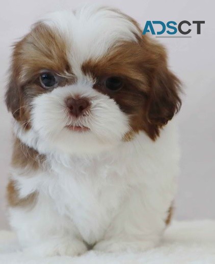 Shih Tzu puppies for sale