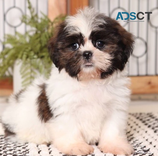 Shih Tzu puppies for sale