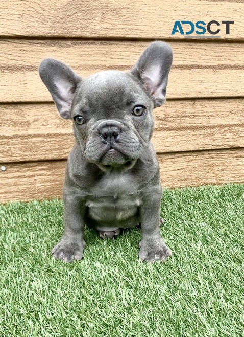 French Bulldog puppies for sale