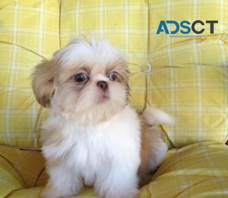  Shih Tzu puppies for sale