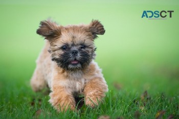 Shih Tzu puppies for sale