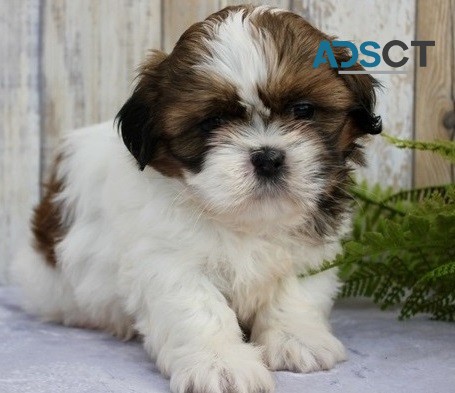 Family Rasied Shih Tzu