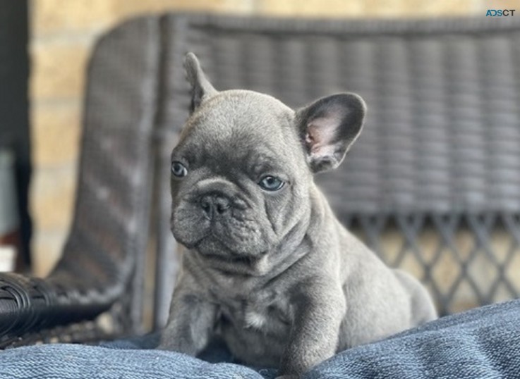 French Bulldog puppies for sale