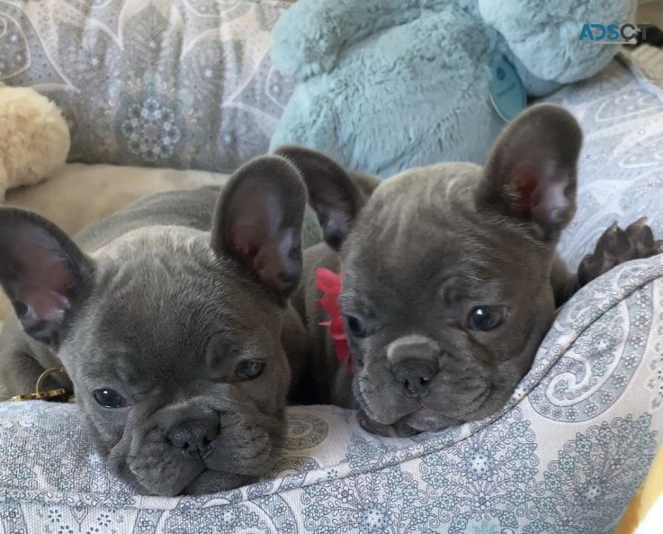 French Bulldog puppies for sale