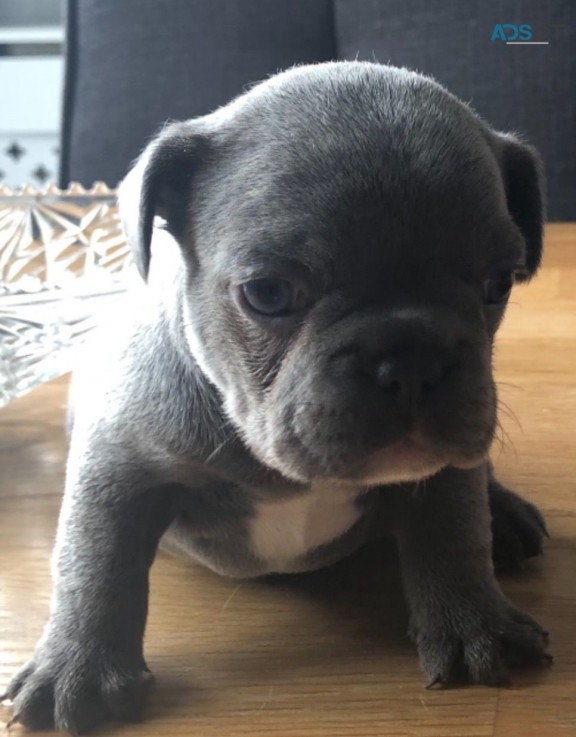 French Bulldog puppies for sale