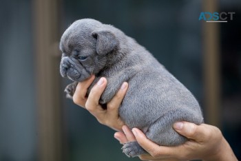  French Bulldog puppies for sale