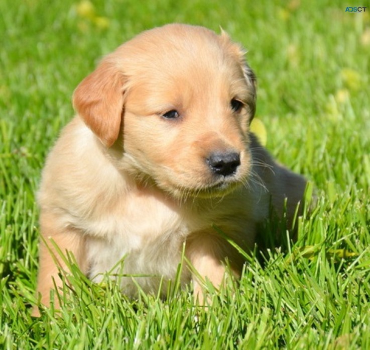 Golden Retriever puppies for sale