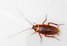 cockroaches pest control Sydney