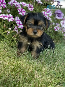 Yokshire Terrier puppies for sale