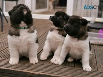 Akita Puppies