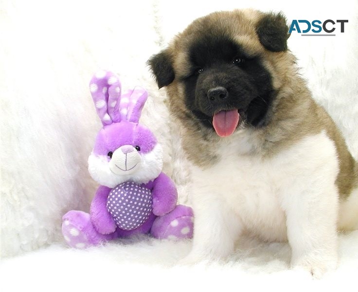  Akita puppies for sale