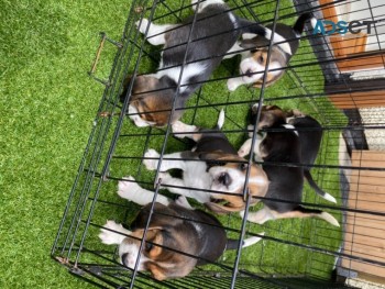 Beagle puppies 