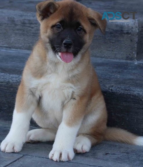  Akita puppies for sale