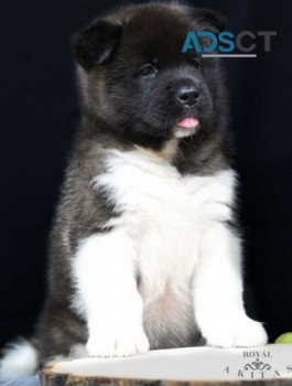  Akita puppies for sale