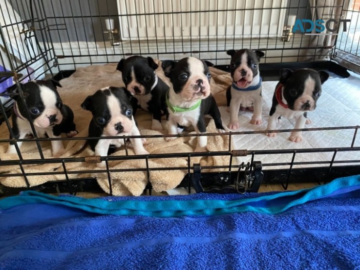 Boston Terrier  puppies 