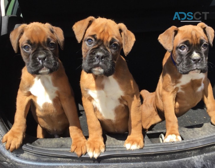 Stunning Boxer Puppies