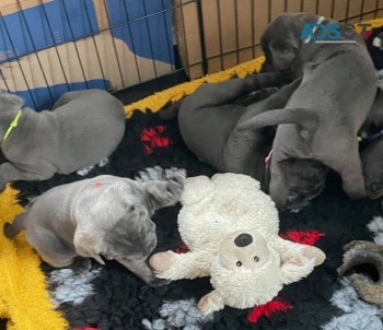 Beautiful Blue Cane Corso Puppies