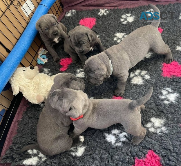 Beautiful Blue Cane Corso Puppies