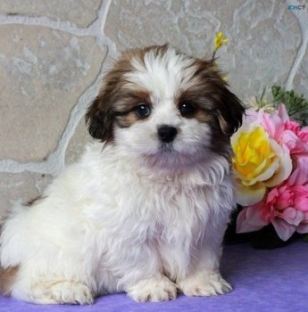 Family Rasied Shih Tzu