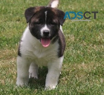 Akita puppies for sale