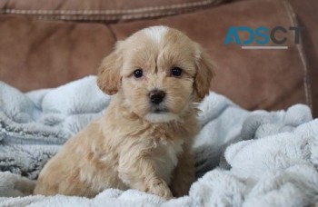 Maltipoo puppies for sale