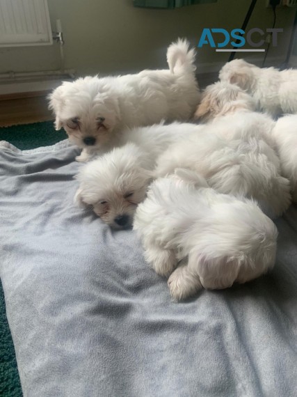 Maltese Puppies