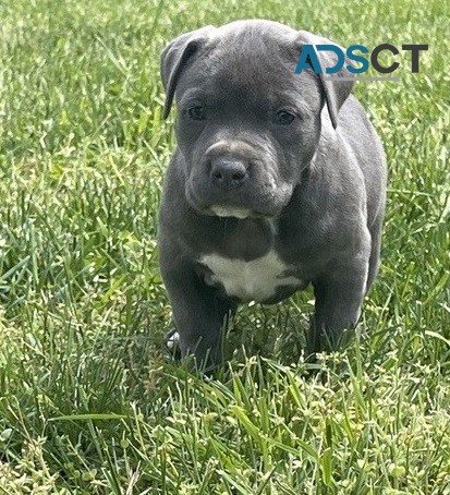 Pit Bull Terrier pups for sale