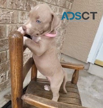 Pit Bull Terrier pups for sale