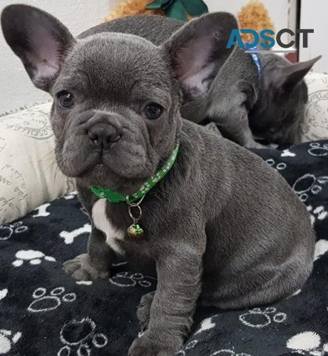 French Bulldog puppies for sale