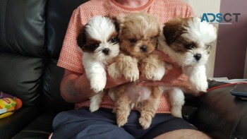 Shih Tzu Puppies