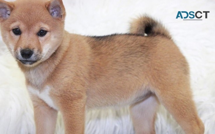 Shiba Inu Puppies for sale