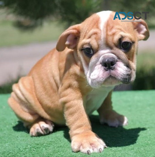  English Bulldog puppies for sale