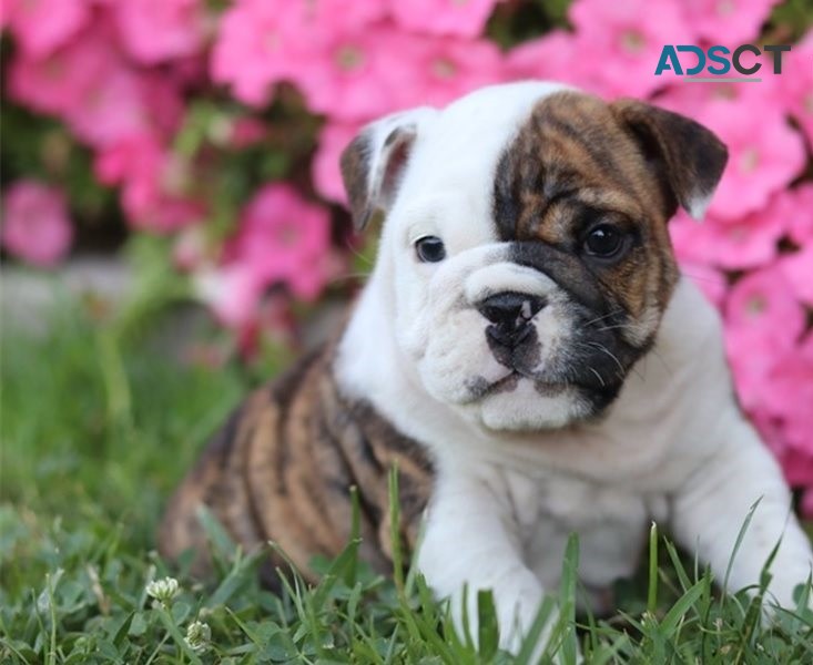  English Bulldog puppies for sale