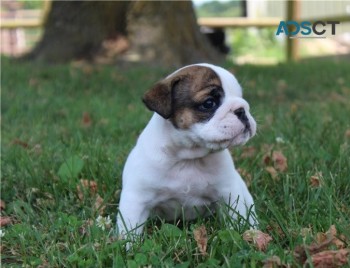  English Bulldog puppies for sale