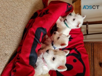 Stunning West Highland Terrier Puppies