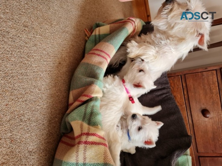 Stunning West Highland Terrier Puppies