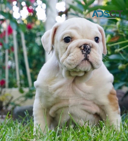 English Bulldog puppies for sale