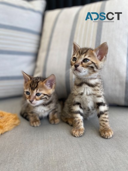 Bengal Kittens