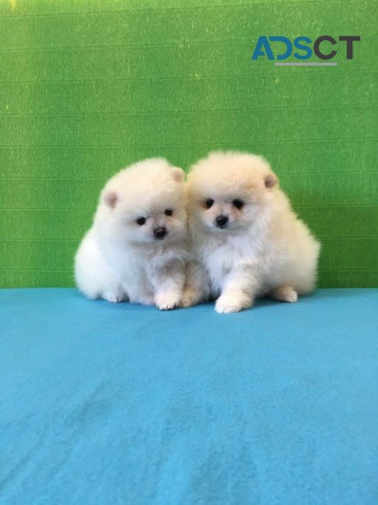 Pomeranian  puppies 