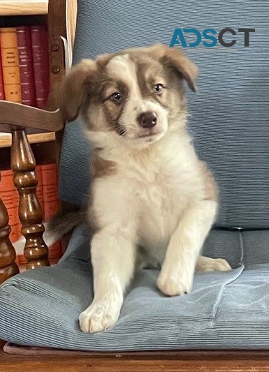 Border Collie puppies for sale