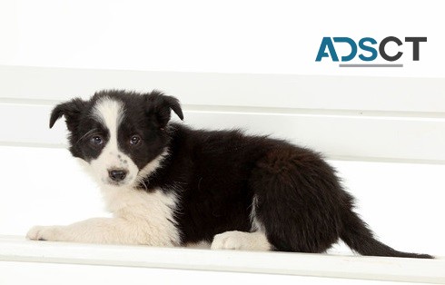 Border Collie puppies for sale