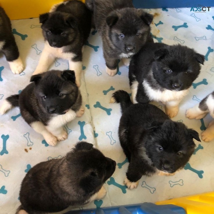 Akita Puppies