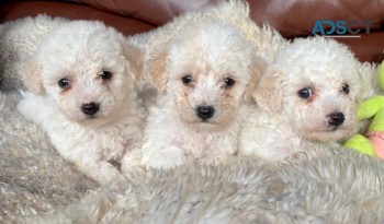 Bichon Frise  Puppies