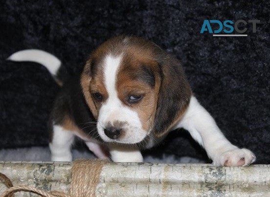 Beagle puppies for sale