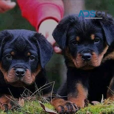 Rottweiler puppies for sale