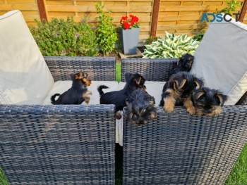 Teacup Yorkie Puppies Now Available