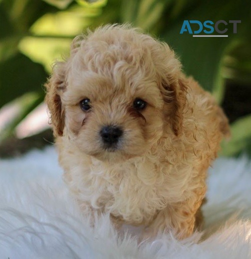 cavapoo  Puppies for sale