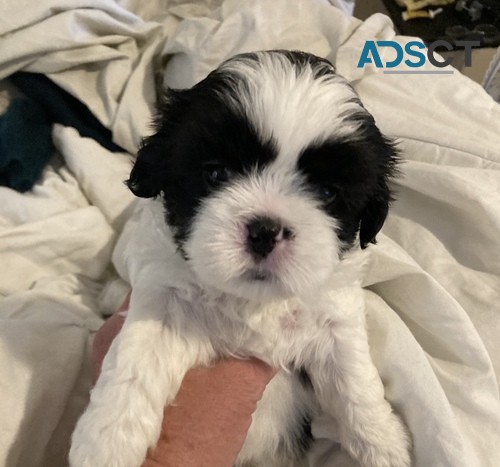 Shih tzu Puppies for sale