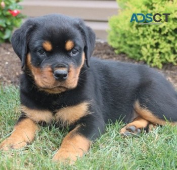  Rottweiler puppies for sale